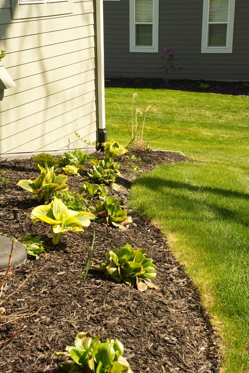 Planting bed running along a home with fresh dark mulch
